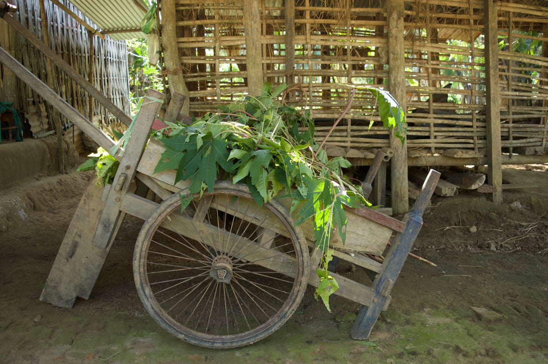 castor leaves in a wooden cart to be fed to eri silkworms